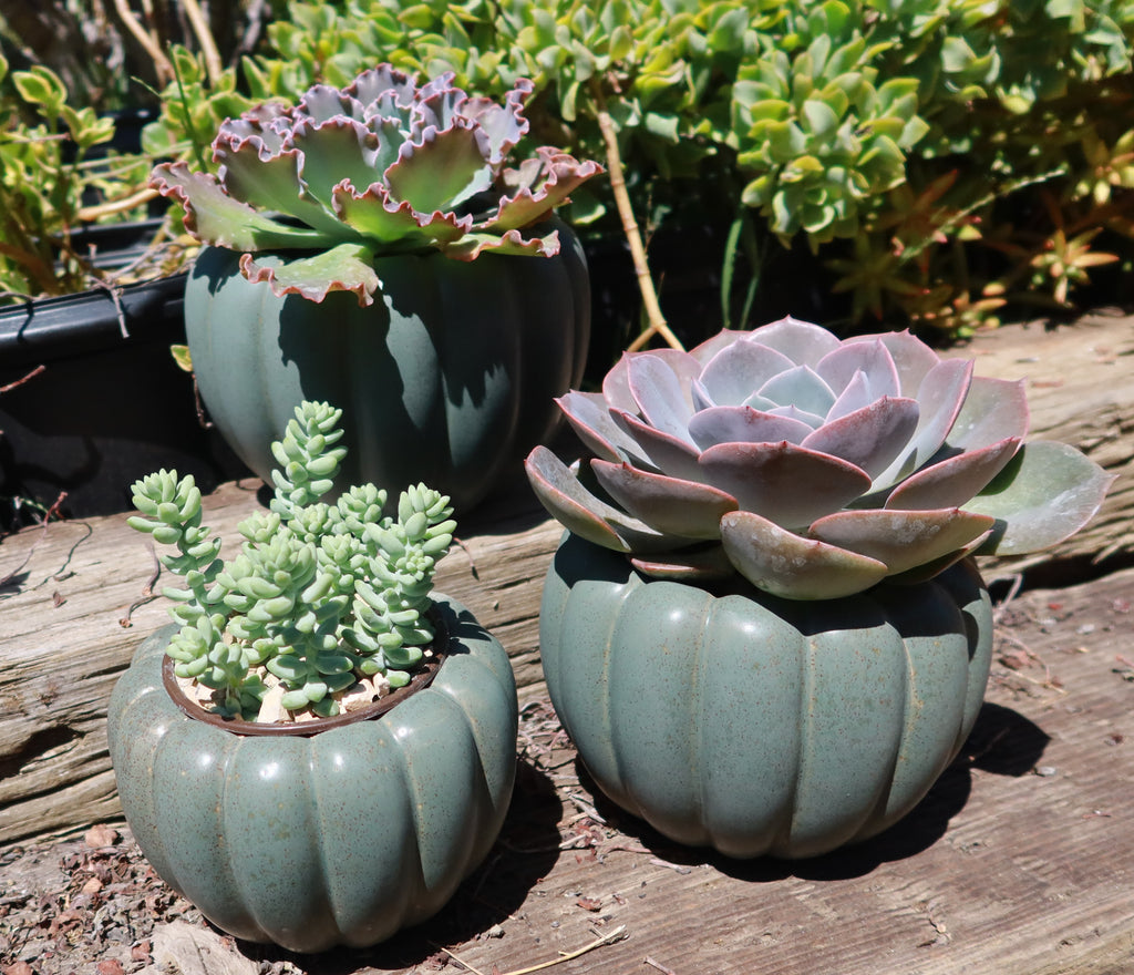 Weathered Hunter Green Pumpkin Pot