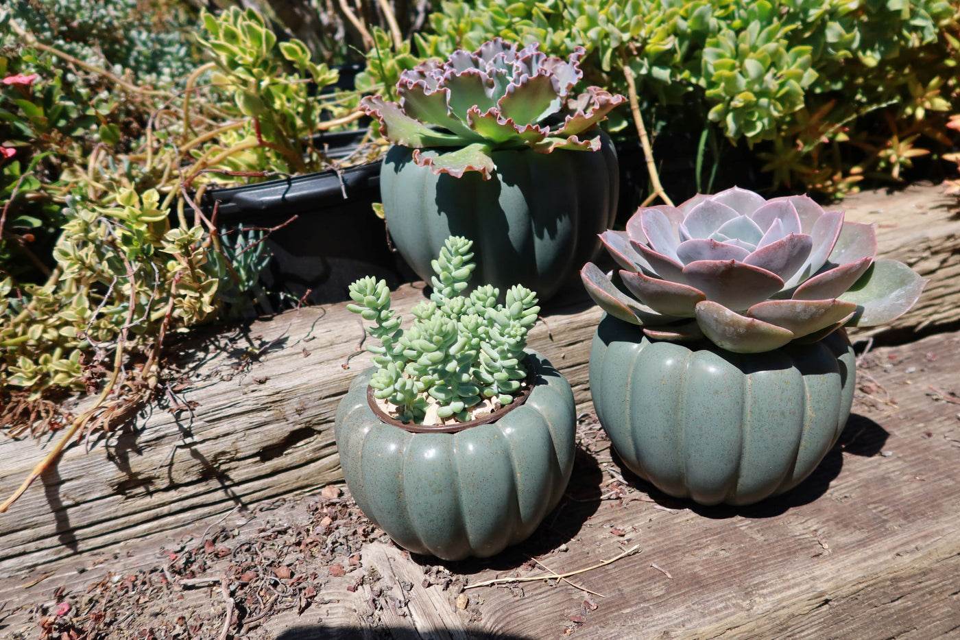 potted pumpkin plants for sale Weathered Hunter Green Pumpkin Pot – Planet Desert