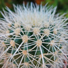 White Barrel Cactus &