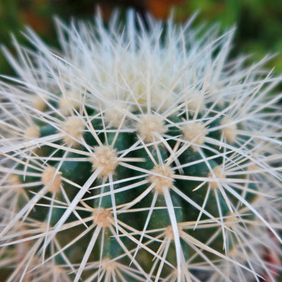 White Barrel Cactus 'Echinocactus grusonii albispinus'