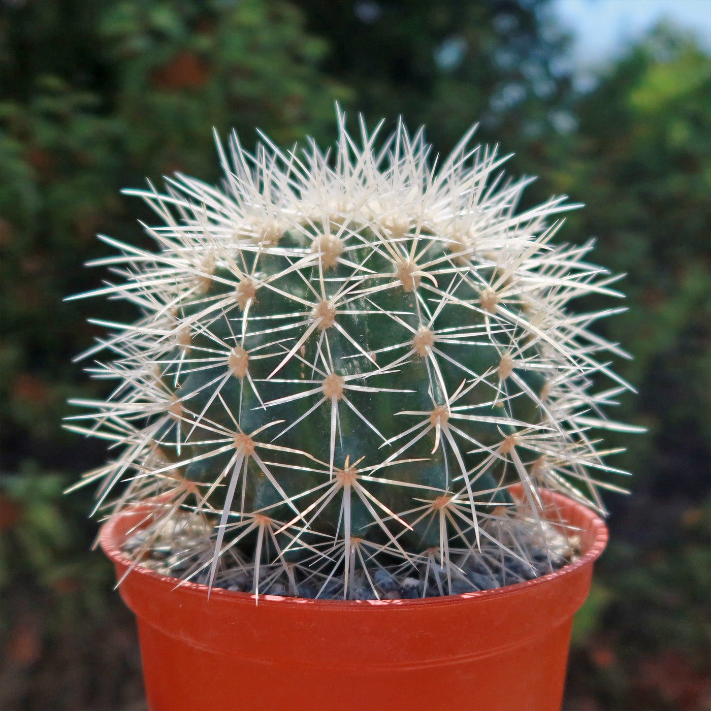 White Barrel Cactus 'Echinocactus grusonii albispinus'