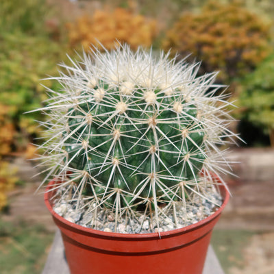 White Barrel Cactus 'Echinocactus grusonii albispinus'