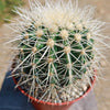 White Barrel Cactus &