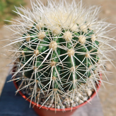 White Barrel Cactus 'Echinocactus grusonii albispinus'