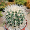 White Barrel Cactus &