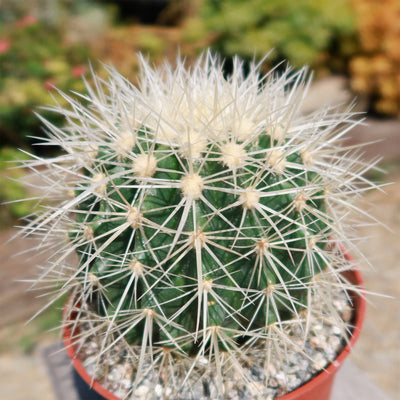 White Barrel Cactus 'Echinocactus grusonii albispinus'