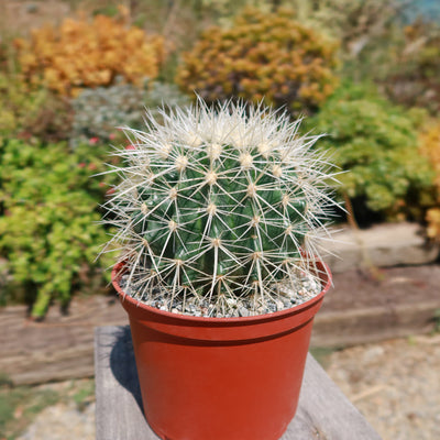 White Barrel Cactus 'Echinocactus grusonii albispinus'