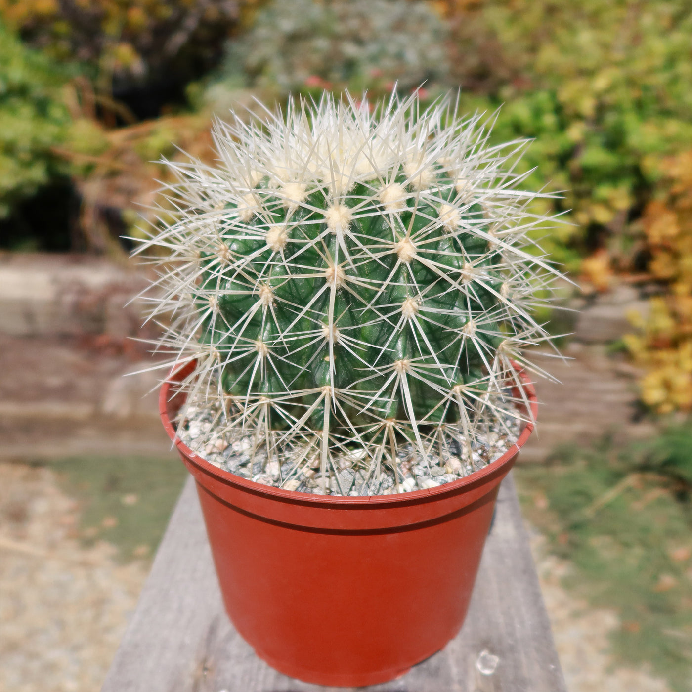 White Barrel Cactus 'Echinocactus grusonii albispinus'