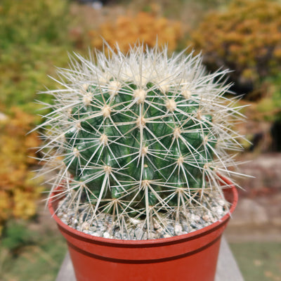 White Barrel Cactus 'Echinocactus grusonii albispinus'