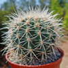 White Barrel Cactus &