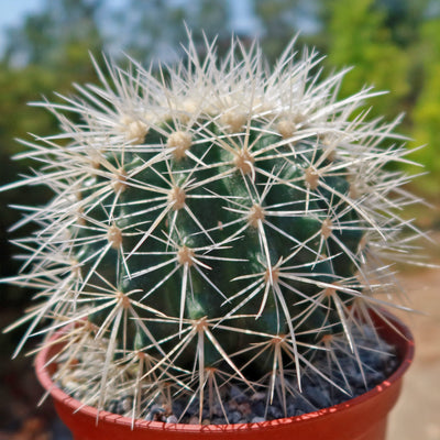 White Barrel Cactus 'Echinocactus grusonii albispinus'