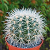 White Barrel Cactus &