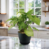 Syngonium ‘White Butterfly’ plant in a pot on a sunlit marble kitchen counter, with white cabinets and shelves of greenery.