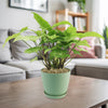 A Syngonium ‘White Butterfly’ plant sits on a wooden coffee table in a bright living room with a grey sofa and bookshelf behind it.