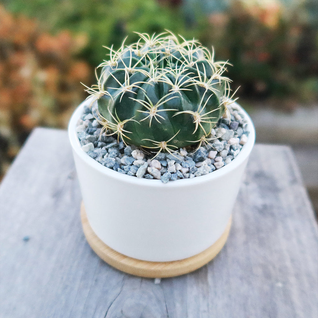 Live Cactus or Succulent in White Ceramic Planter with Bamboo Tray