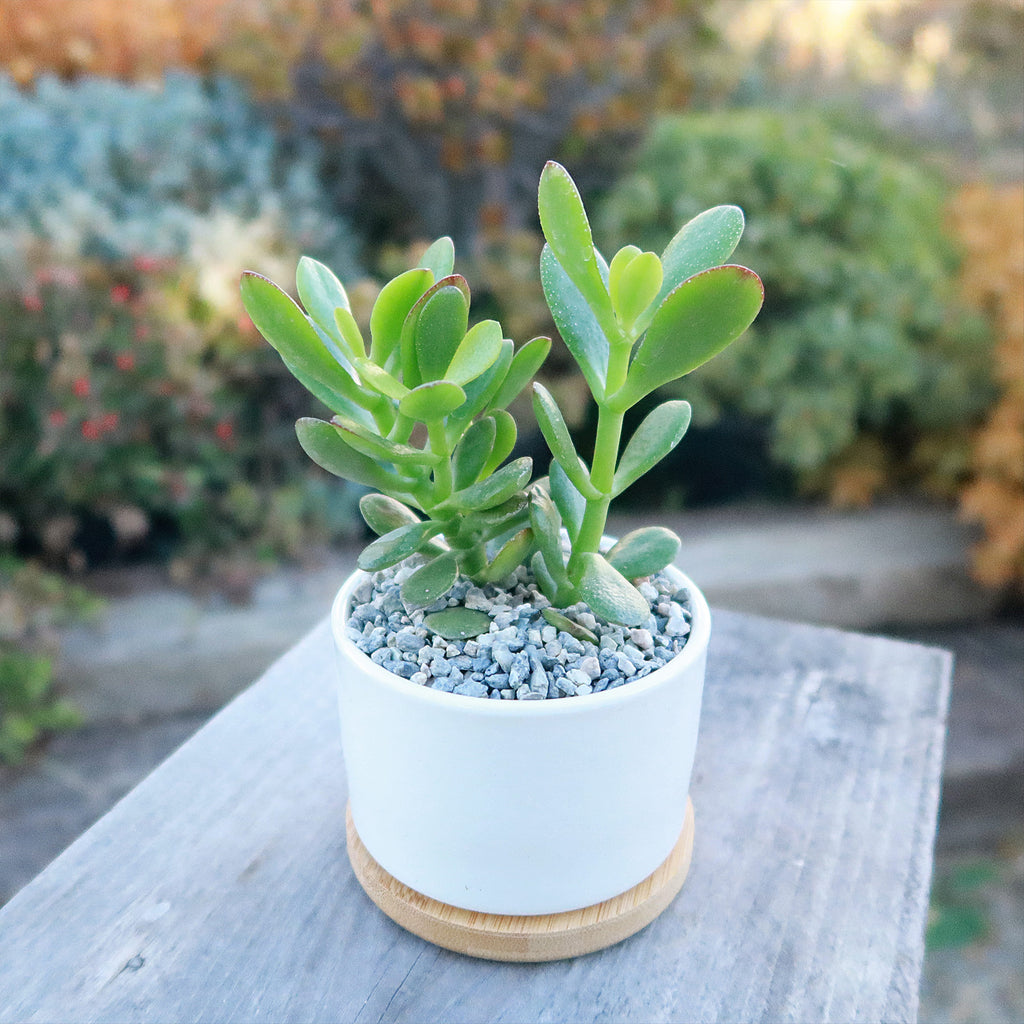 Live Cactus or Succulent in White Ceramic Planter with Bamboo Tray