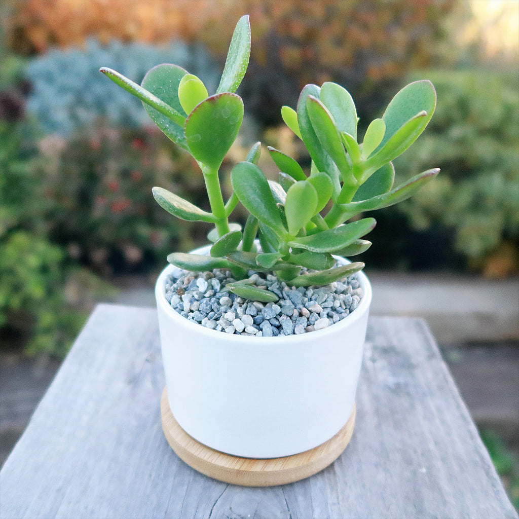 Live Cactus or Succulent in White Ceramic Planter with Bamboo Tray