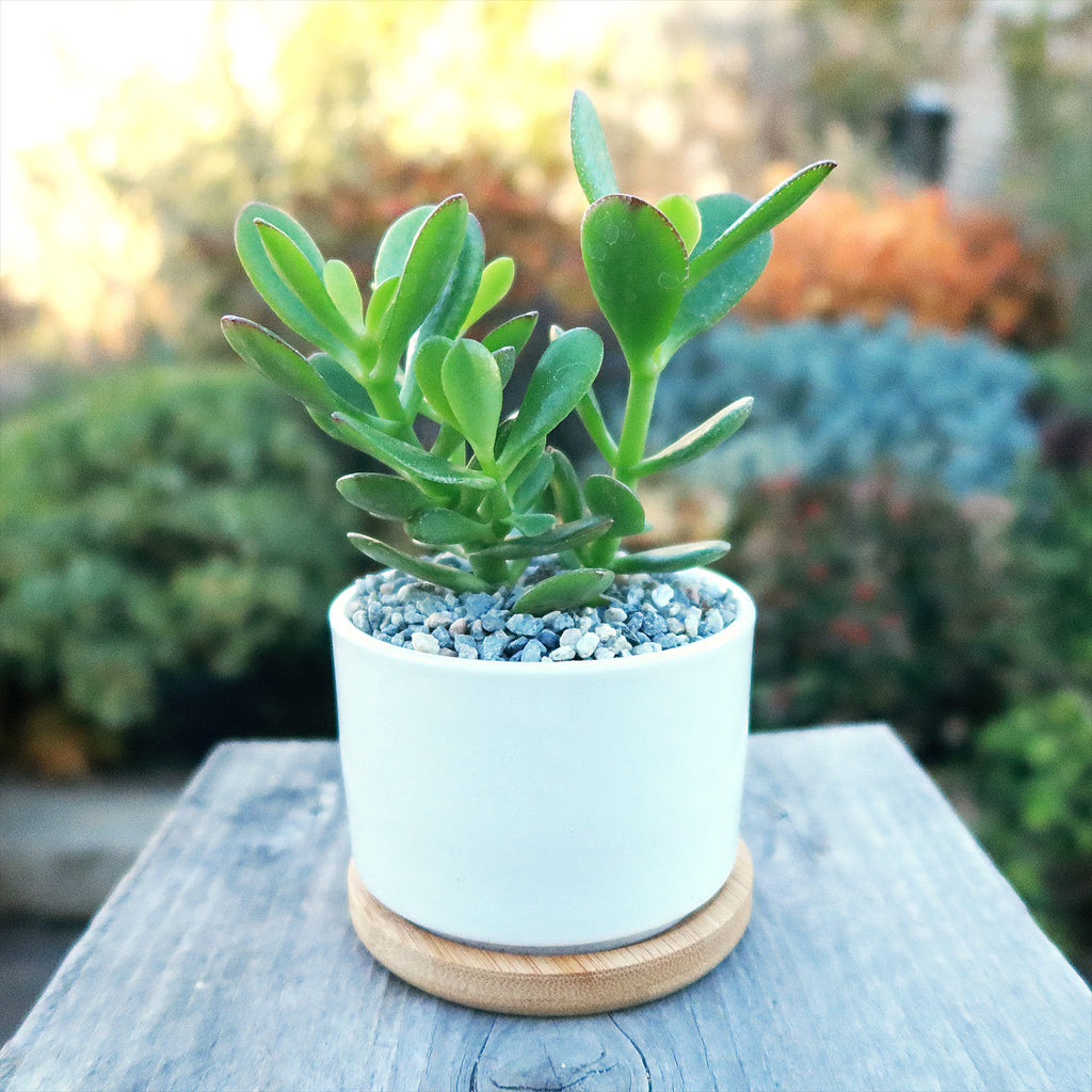 Live Cactus or Succulent in White Ceramic Planter with Bamboo Tray