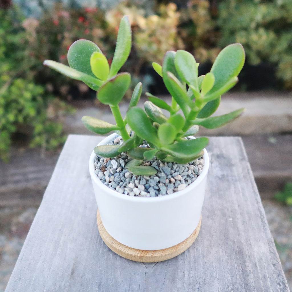 Live Cactus or Succulent in White Ceramic Planter with Bamboo Tray