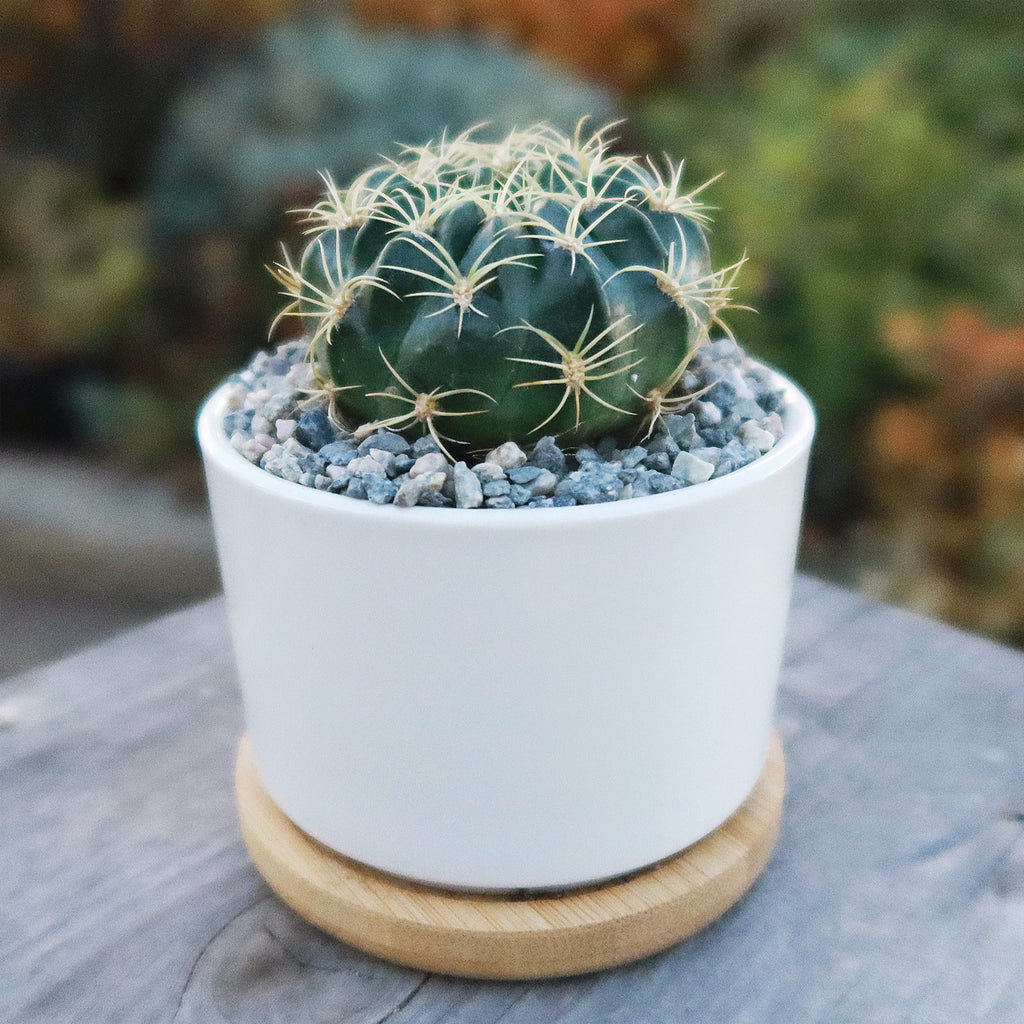 Live Cactus or Succulent in White Ceramic Planter with Bamboo Tray