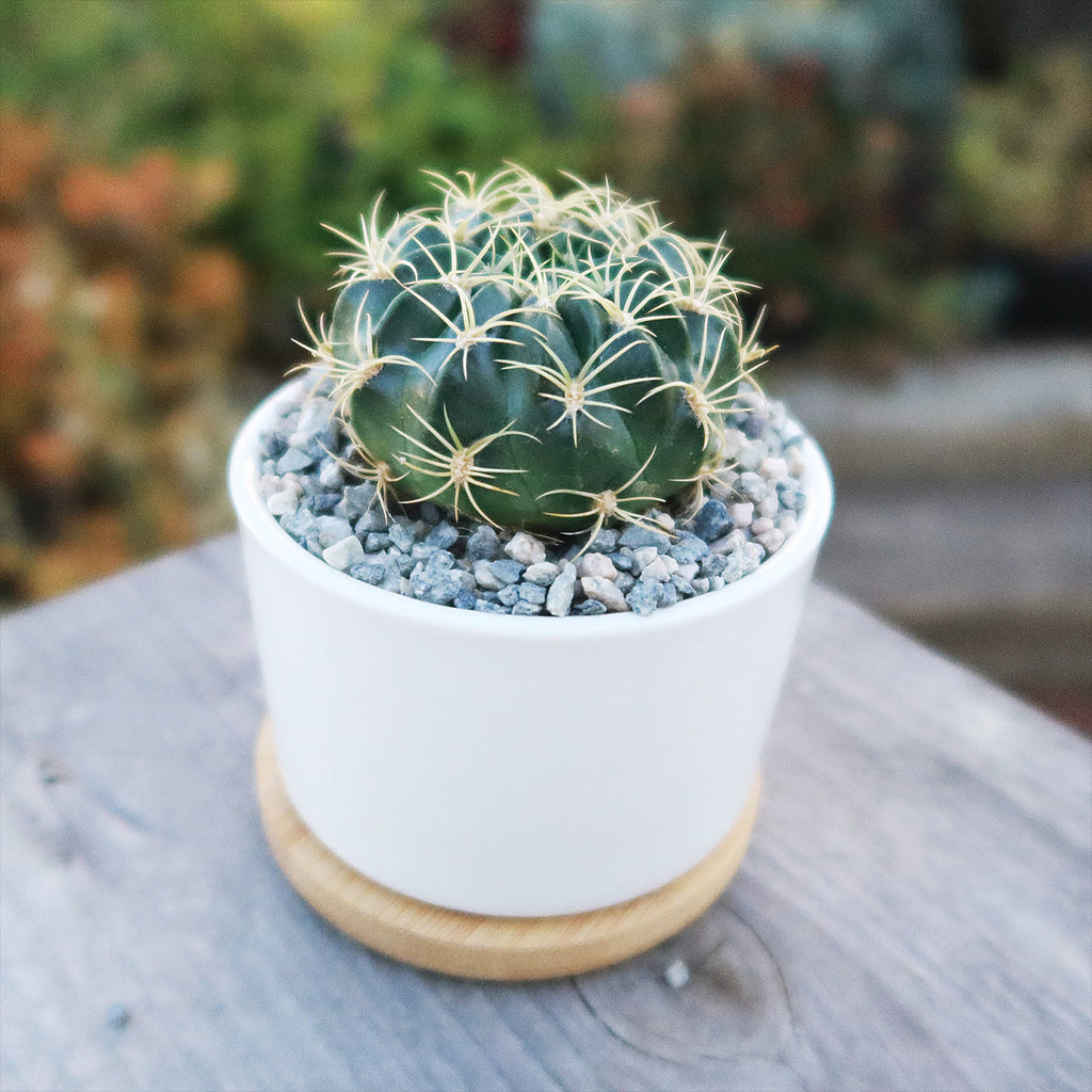 Live Cactus or Succulent in White Ceramic Planter with Bamboo Tray