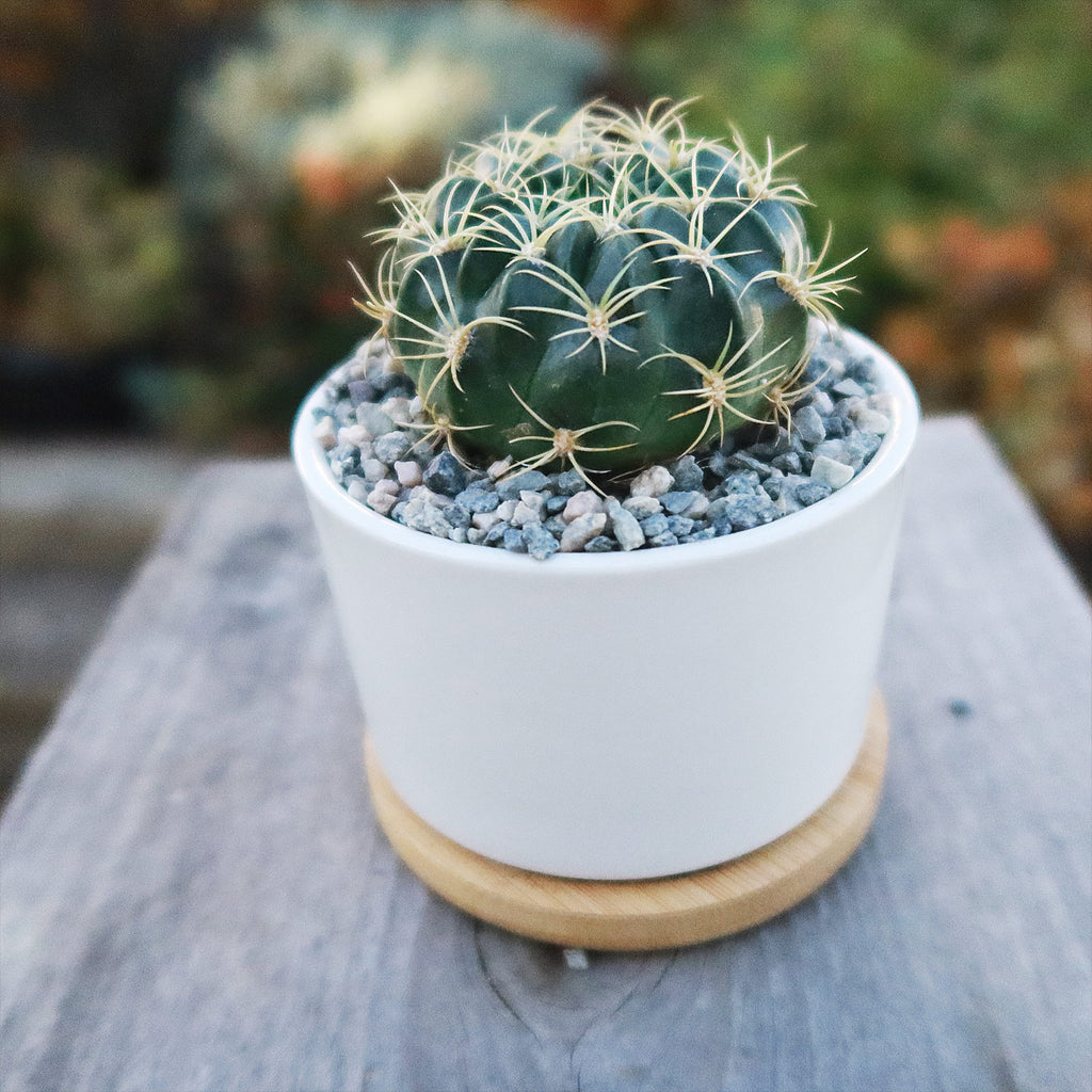 Live Cactus or Succulent in White Ceramic Planter with Bamboo Tray