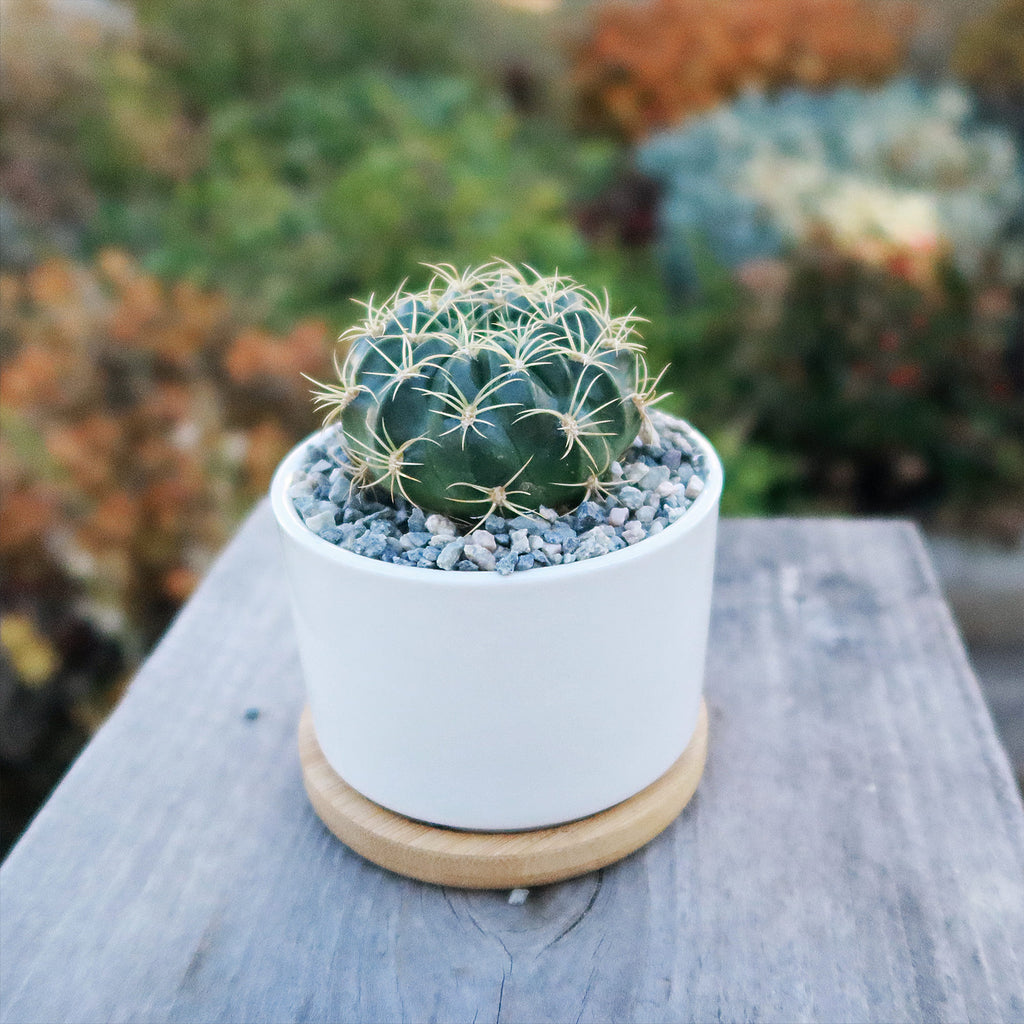 Live Cactus or Succulent in White Ceramic Planter with Bamboo Tray