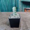 White Ghost Cactus - Euphorbia Lactea variegata
