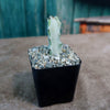 White Ghost Cactus - Euphorbia Lactea variegata