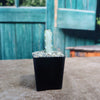 White Ghost Cactus - Euphorbia Lactea variegata