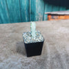 White Ghost Cactus - Euphorbia Lactea variegata