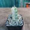 White Ghost Cactus - Euphorbia Lactea variegata