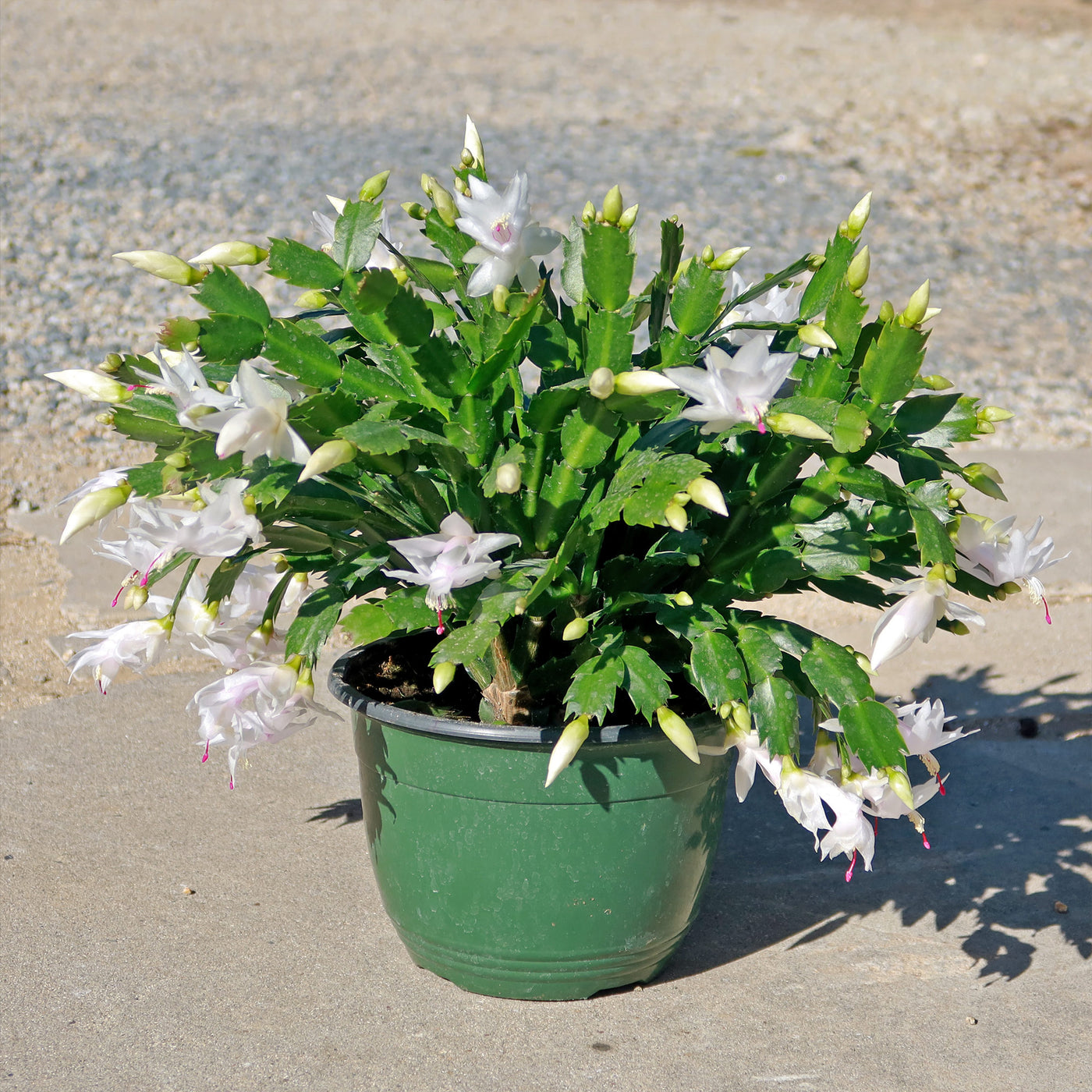Thanksgiving Cactus - Schlumbergera truncata
