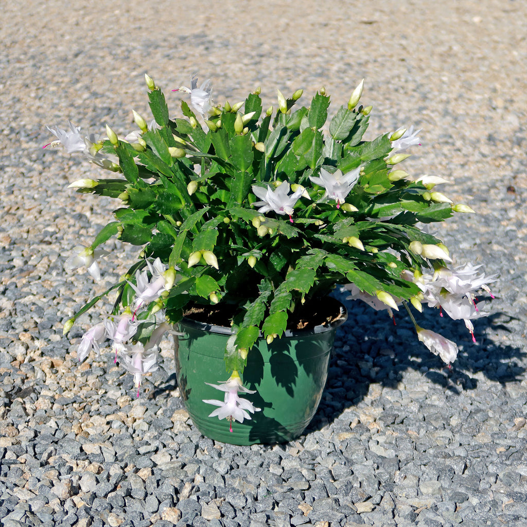 Holiday Cactus – Schlumbergera