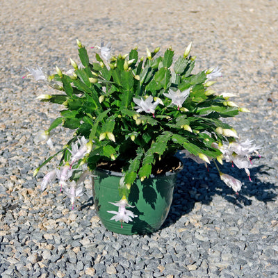 Thanksgiving Cactus - Schlumbergera truncata