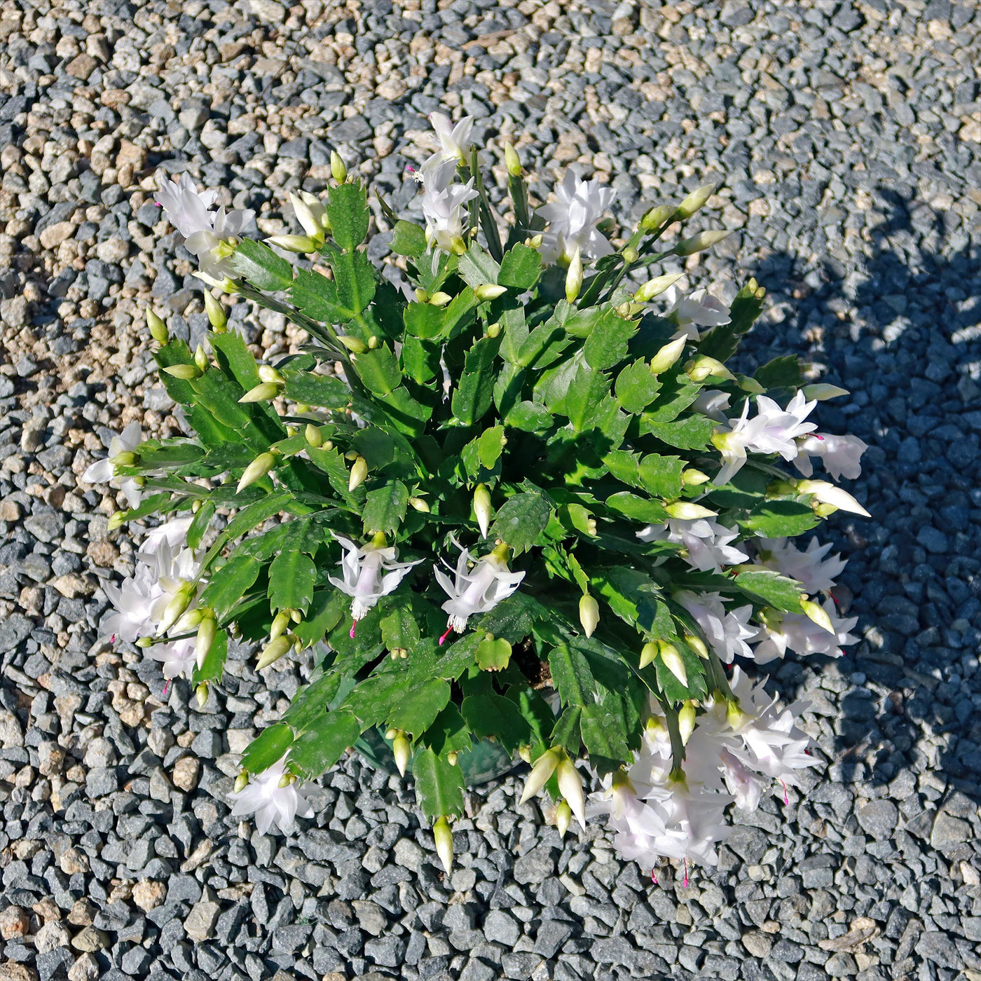 Thanksgiving Cactus - Schlumbergera truncata