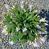 Christmas Cactus &