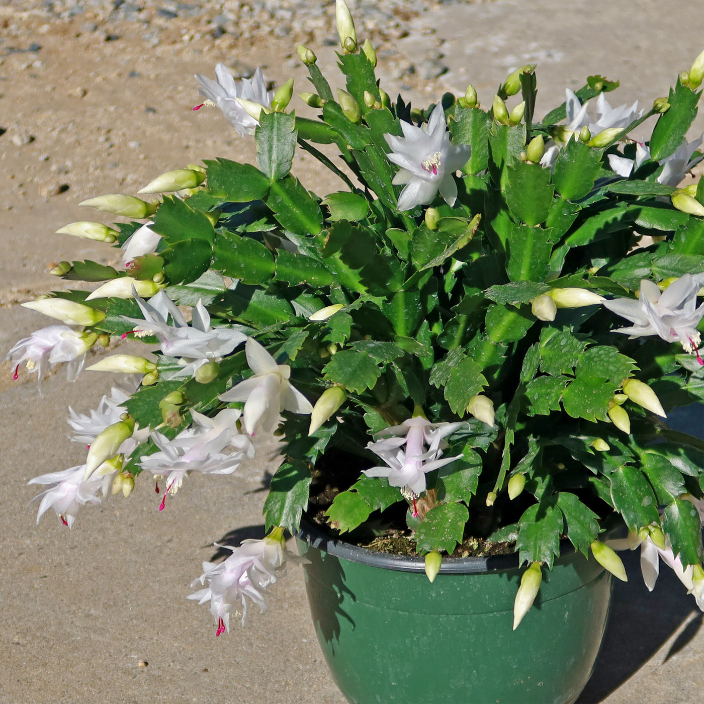 Thanksgiving Cactus - Schlumbergera truncata