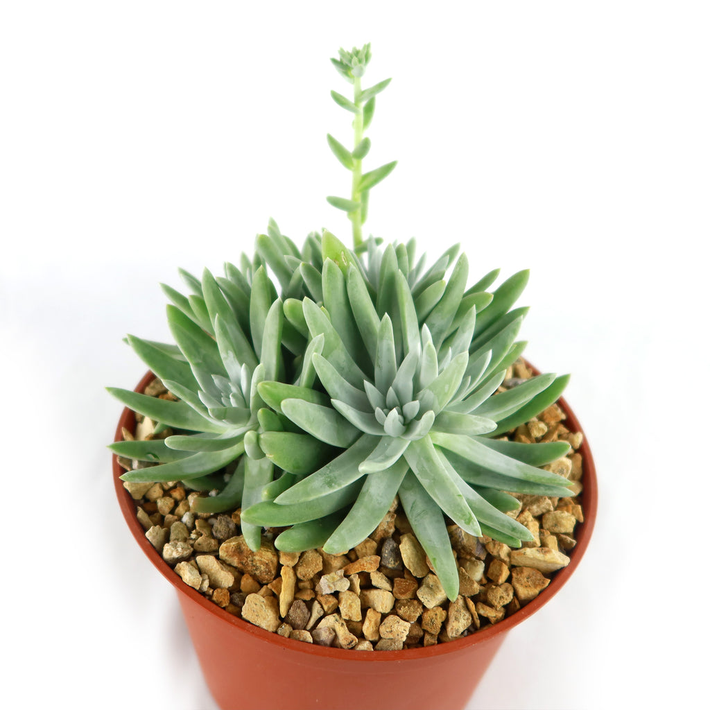 White Sprite Plant ‘Dudleya gnoma’