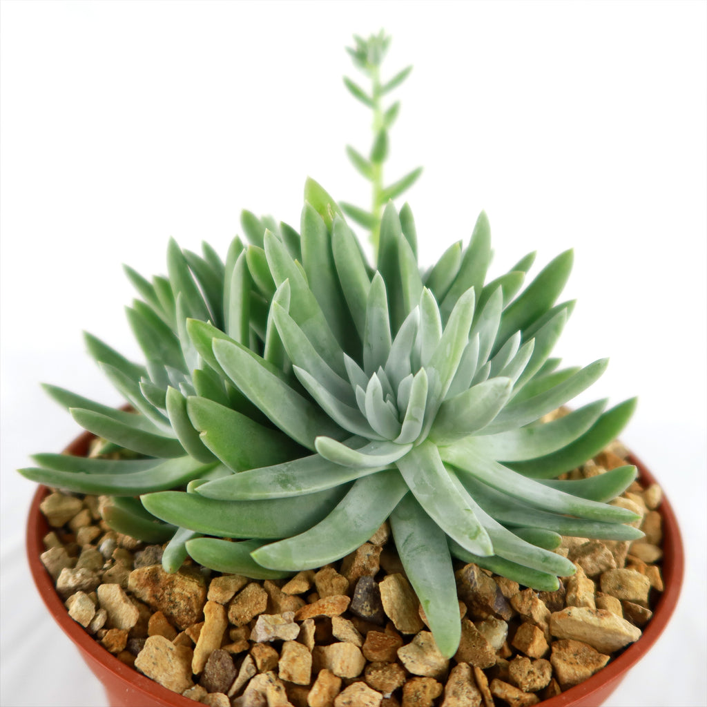 White Sprite Plant ‘Dudleya gnoma’