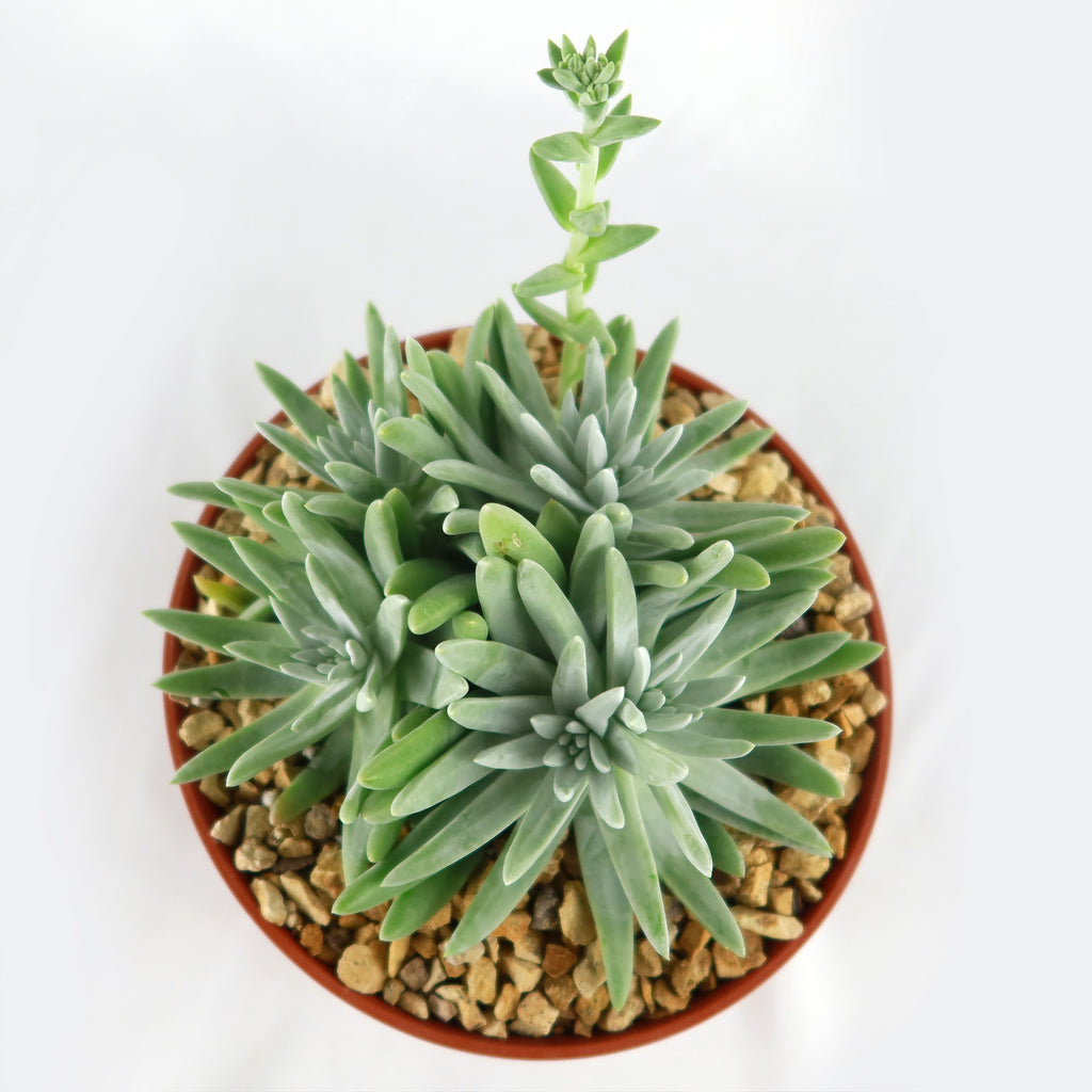 White Sprite Plant ‘Dudleya gnoma’