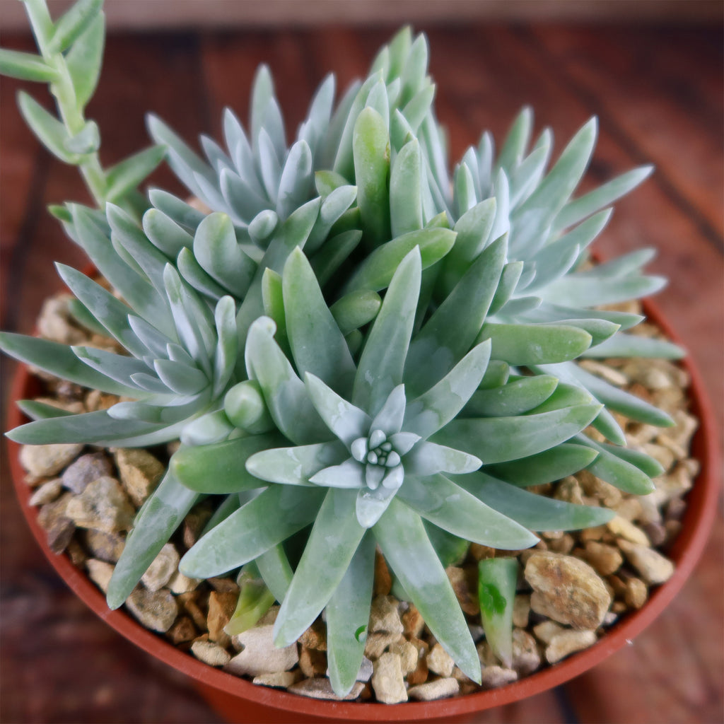White Sprite Plant ‘Dudleya gnoma’