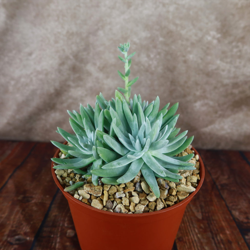 White Sprite Plant ‘Dudleya gnoma’
