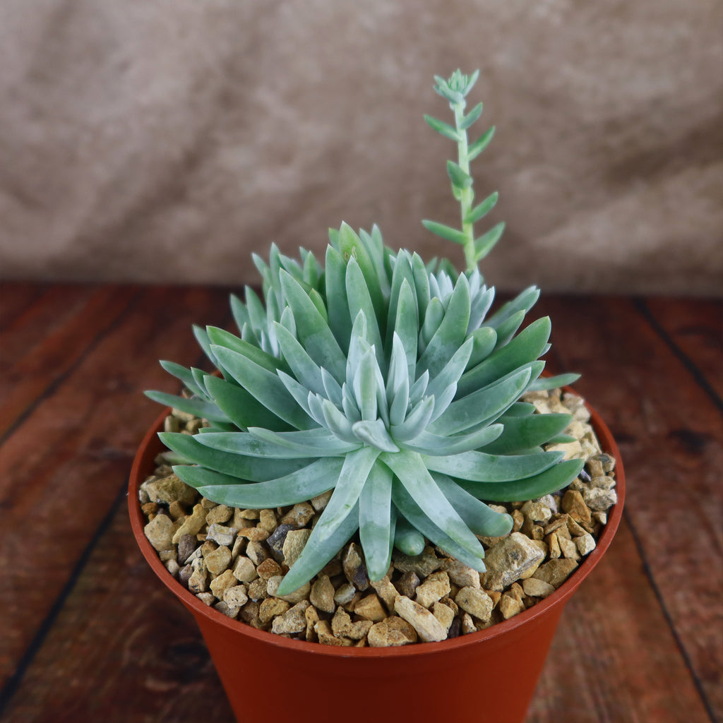 White Sprite Plant ‘Dudleya gnoma’