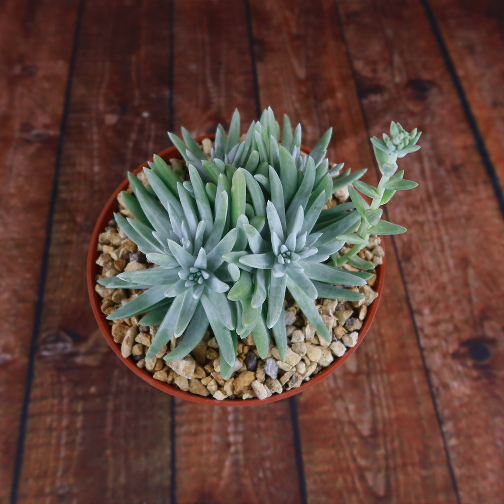 White Sprite Plant ‘Dudleya gnoma’