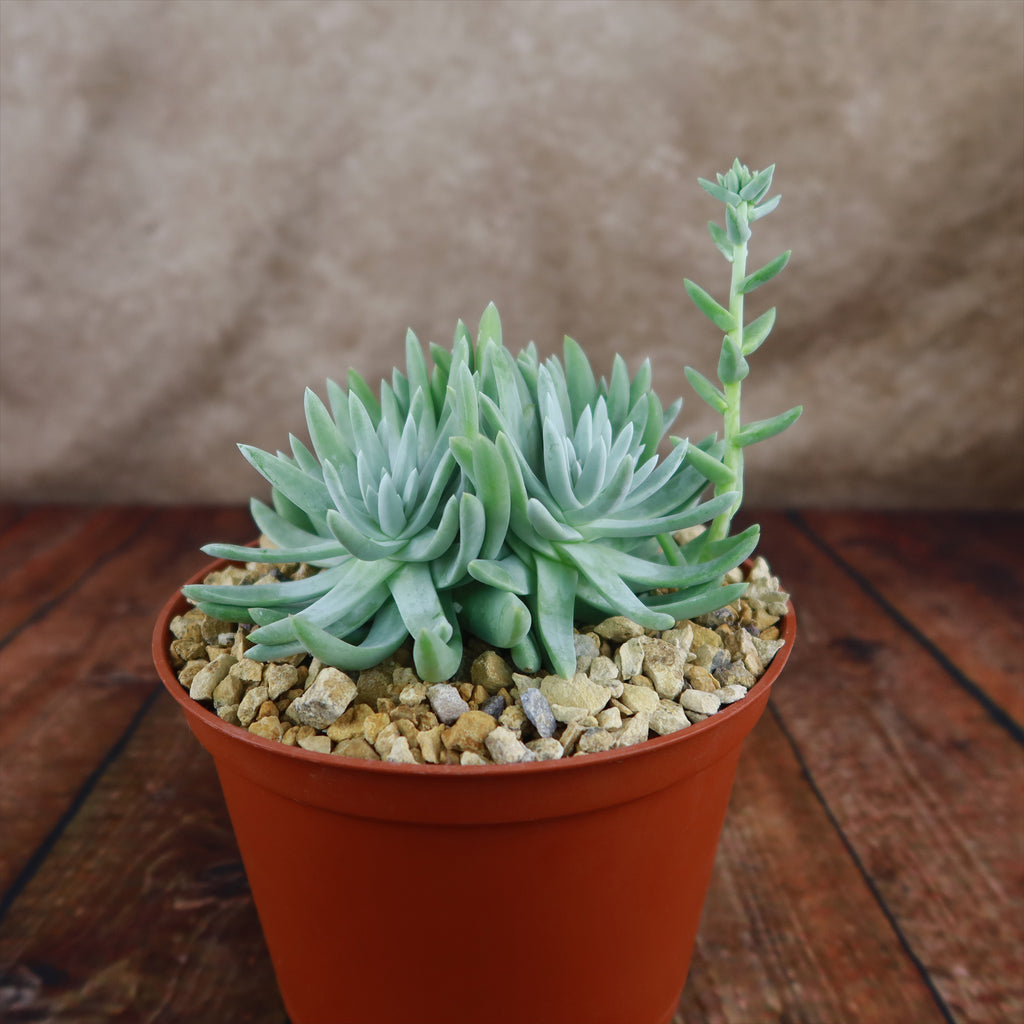White Sprite Plant ‘Dudleya gnoma’