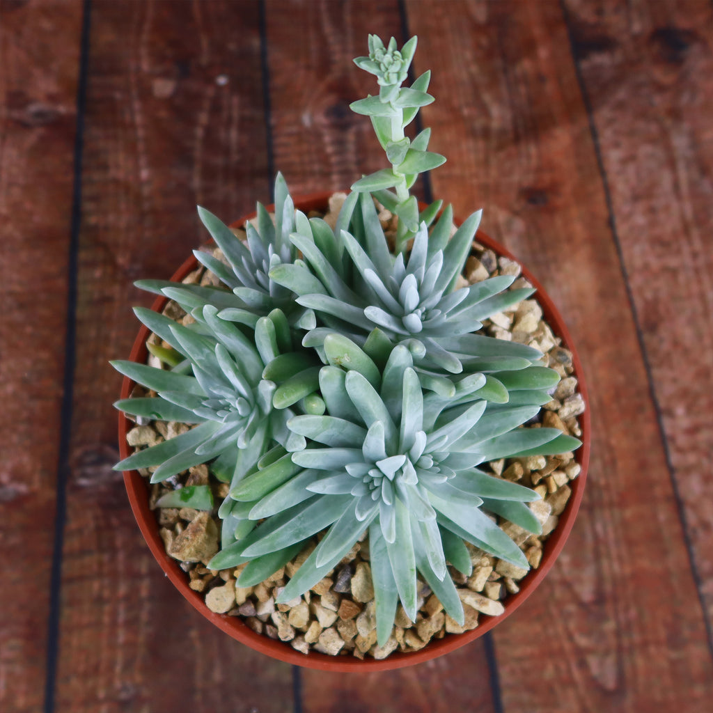 White Sprite Plant ‘Dudleya gnoma’