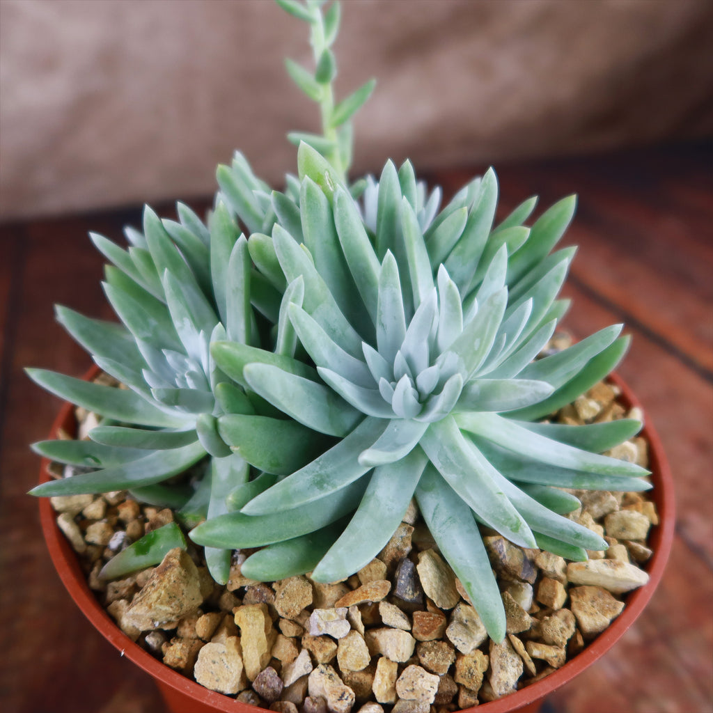 White Sprite Plant ‘Dudleya gnoma’