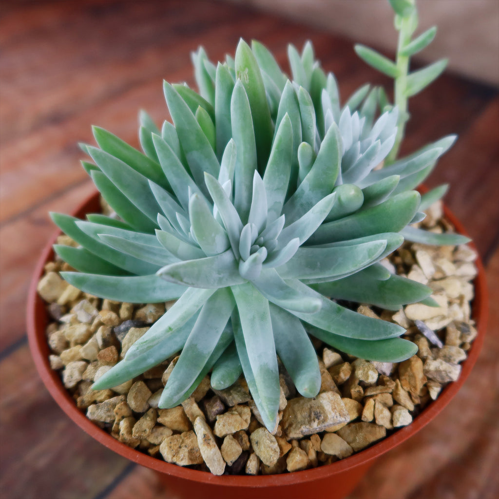 White Sprite Plant ‘Dudleya gnoma’