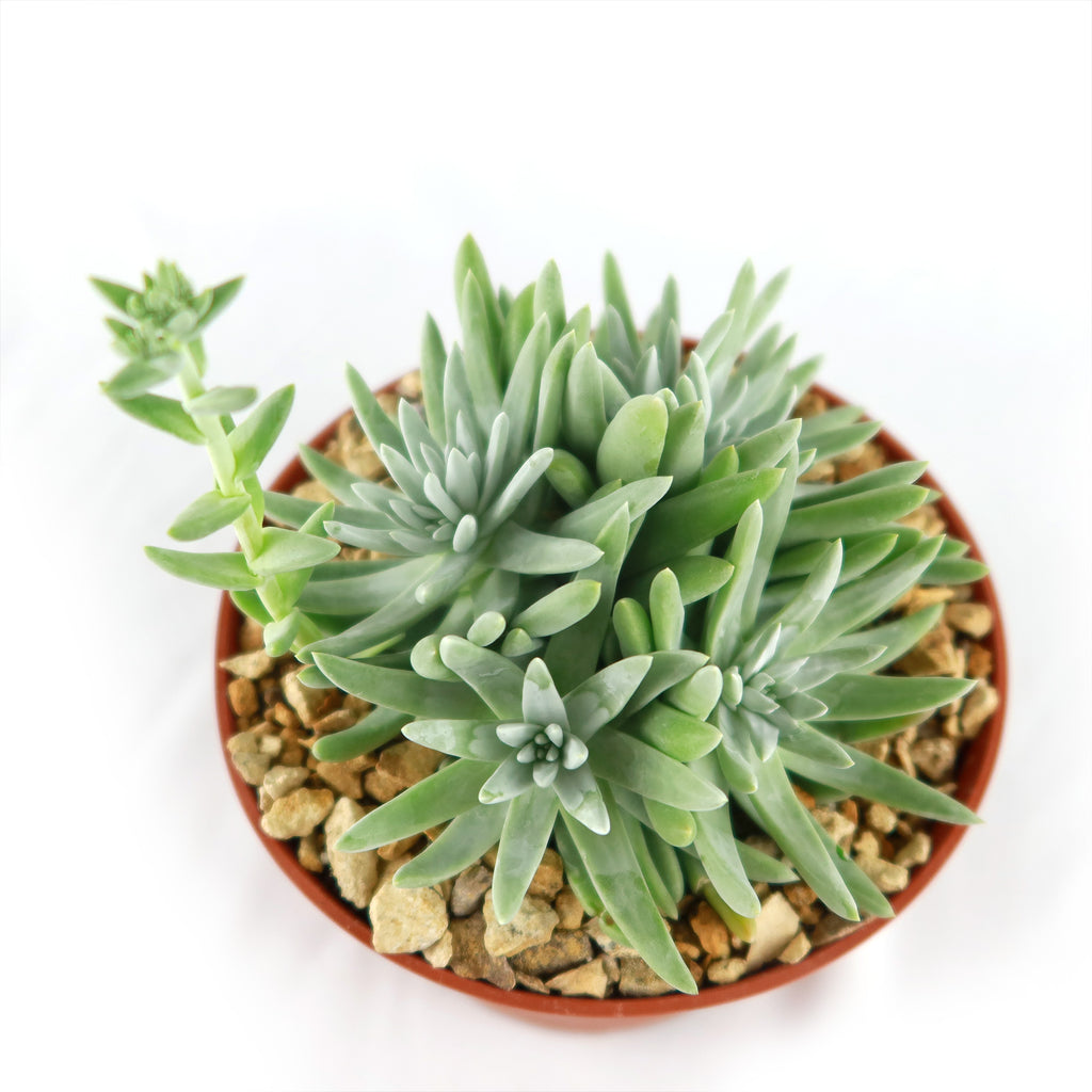 White Sprite Plant ‘Dudleya gnoma’